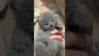 World cutest Kitten 🥰❤️ #cat #cute #kitten #weepywacky