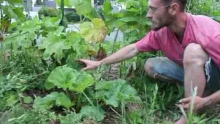 10 plantes pour le paillage en permaculture 08/10 : La Rhubarbe