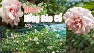 Classic Roses | Hoa hồng cổ đ&agrave;o