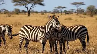 Inside the Life of an Elephant | Wildlife Documentary #animals #viralvideo #wildlife #viral #travel