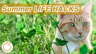 SAVE Your Cat This Summer - HOW TO Keep Them Cool from Heatstroke