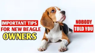 Beagles Heath care tips #youtubeshorts #beagle #cutepuppy #doghealthtips#beaglepuppy