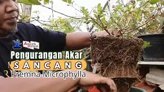 Pruning tipis dan pengurangan akar SANCANG @amonkbonsai