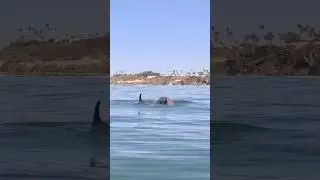 Dolphin Scare | Looked Like a Shark Swimming Under Me