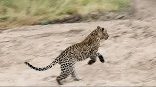 FLAT ROCK male chases NGOBOSWAN male. TLEBE ROCKS female catches a duiker