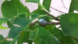 Florida Weevils Mating