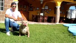 AMERICAN BULLY  KENNEL CAME BULLYS CELAYA (RULO GO) FACEBOOK 442-446-9828 WHATS APP