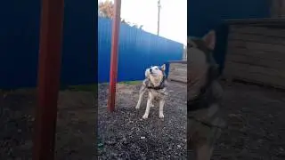 ЖАРА Деревня #софиялебедева #лебедевасофия #sofialebedeva