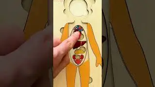 What&rsquo;s Inside Your Body? 🧠❤️ Mimi&rsquo;s Organ Adventure! #KidsAnatomy #FunLearning
