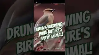 Drunk Waxwing Bird: Nature's Party Animal! European Waxwing Tourism_^&deg;