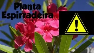Espirradeira (Nerium oleander) Planta linda mais perigosa.