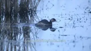 Little Grebe or Dabchick in Bharatpur