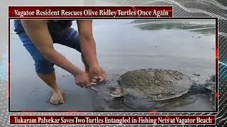 Vagator Resident Rescues Olive Ridley Turtles Once Again