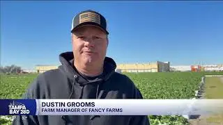 Strawberry farmers race to protect crops from freezing temperatures