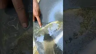 Riverbed Sand Turns Into Gold! #goldmining