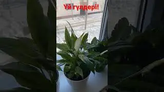 Үй гүлдері