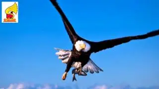 Eagle sounds = Birds Sound for Children