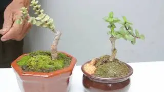 Poda y alambrado de un mame bonsai