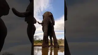 Слоны зовут друг друга по имени, так же как и люди 🤔 