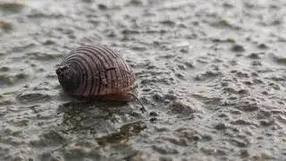20201121 4K Snail Move Macro
