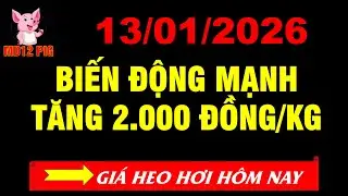 Gi&aacute; heo hơi h&ocirc;m nay 13/01/2026| BIẾN ĐỘNG MẠNH TĂNG 2.000 Đ/KG | md12pig #giaheohoihomnay #giaheohoi