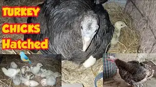 Turkey Bird Chicks Hatched || Turkey Bird Farming