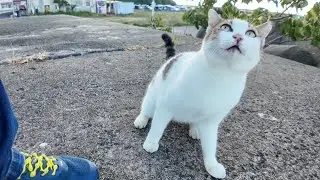 防波堤の上のよく喋る猫ちゃん