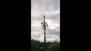 Atlas blue cedar take down