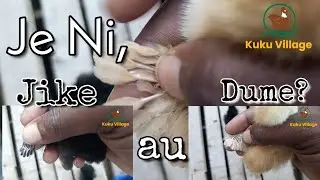 Jinsi ya kutambua JINSIA ya KIFARANGA.