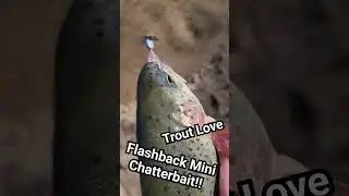 Rainbow Trout Loves Chatterbait! #trout #shorts #fishing