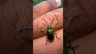 Dogbane Leaf Beetle Handling! 🪲