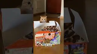 Life with an Orange Tabby: Pure Chaos and Cuteness! 😸