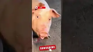 Try Not To Laugh🐾FUNNIEST Animal 🐱💘