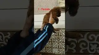 show quality poodle female available location delhi 15k only 9599345560