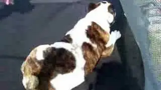 Jumping bulldog