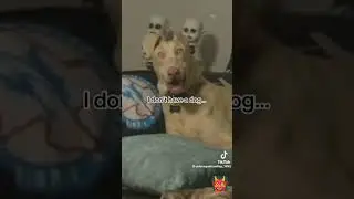 perros con miradas estrallas #brujas #paranormal #tuxpanveracruz #demonios #tiktok #facebook