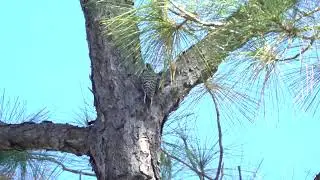 Red-cockaded Woodpecker foraging, Big Branch NWR, LA Oct. 21, 2025
