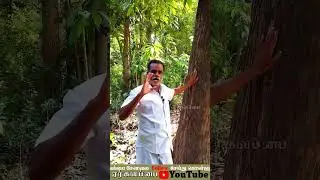 மகோகனி மரம் || மரம் தங்க கண்ணன் ||Er Kalappai || #agriculture