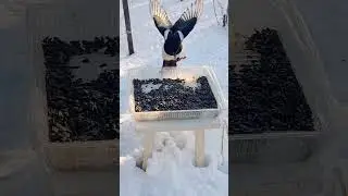Та же сорока.