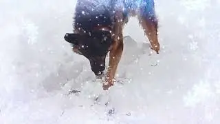 Favorite animals - Winter fun
