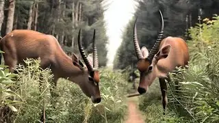 The Toughest Journey Inside An African Village Forest - Nature Heals 🔥🔥