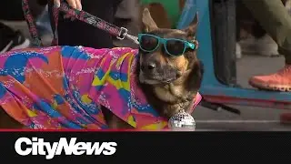 K9&rsquo;s hit&nbsp;the catwalk at annual Puptoberfest event in Calgary&rsquo;s East Village