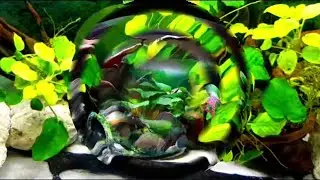 Refreshing discus and fresh water fish tanks (10 minutes relaxing video and music)