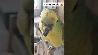 cata pioi  loro, #aves #fe #flup #shortsviral #papagaiofalante papaga