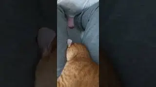 Bean Bean the Orange girl #cat #catshorts #orangecatbehavior #orangecatenergy #kitten #orange