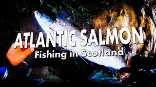 Atlantic Salmon Fishing in Scotland