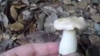Rossinyols (Cantharellus subpruinosus) - 18/07/14