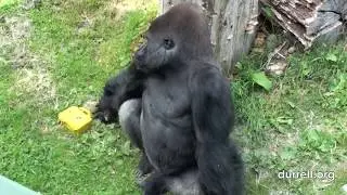 Silverback Gorilla turns cameraman at Durrell