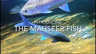 Introducing the Mahseer Fish #aquarium #fishtank #mahseer #mahseerfish #exoticfishes #monsterfish 