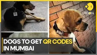 Mumbai: 20 stray dogs now get their own QR code badges | India | Latest World News | WION Pulse